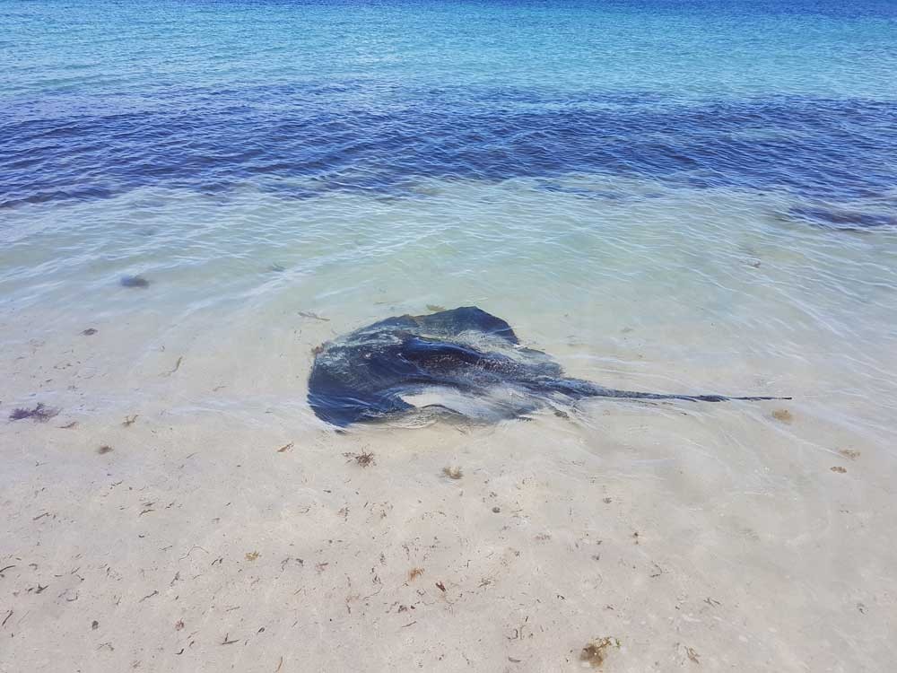 fotografía de una manta nadando en el agua de una playa